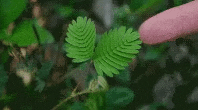 Мимоза стыдливая складывает листья