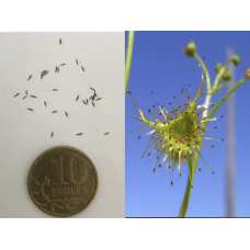 Семена Росянки Ушковидная (лат. Drosera auriculata)