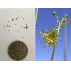 Семена Росянки Ушковидная (лат. Drosera auriculata)