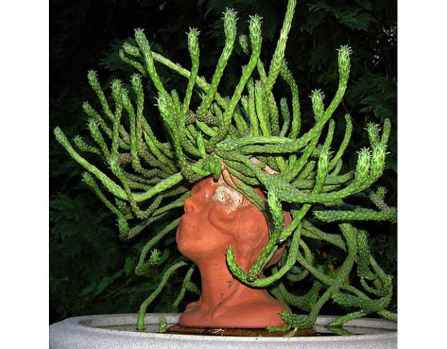 Суккулент Голова медузы (лат. Euphorbia flanaganii Medusa's Head)