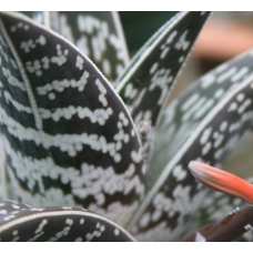 Алоэ пестрое, или тигровое (лат. Aloe variegata)