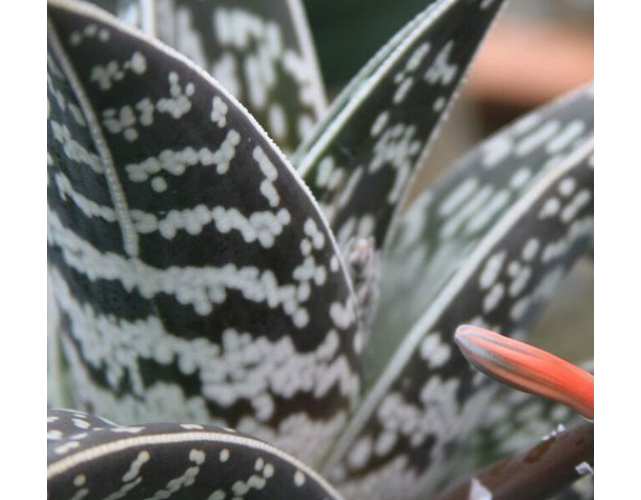 Алоэ пестрое, или тигровое (лат. Aloe variegata)