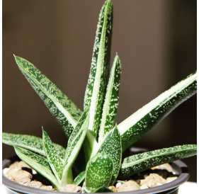 Гастерия пятнистая (лат. Gasteria maculata)