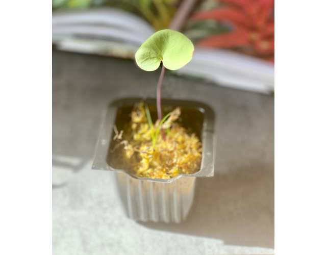 Пузырчатка (лат. Utricularia reniformis)