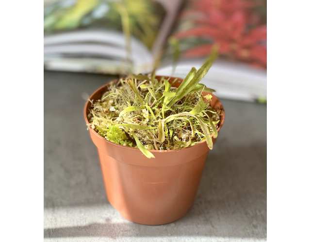 Пузырчатка (лат. Utricularia longifolia)