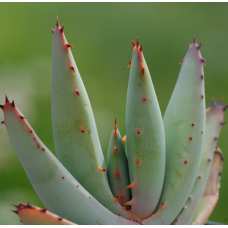 Алоэ булавоцветковое, или Алоэ Клавифлора (Aloe Claviflora) D5см