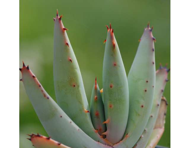 Алоэ булавоцветковое, или Алоэ Клавифлора (Aloe Claviflora) D5см