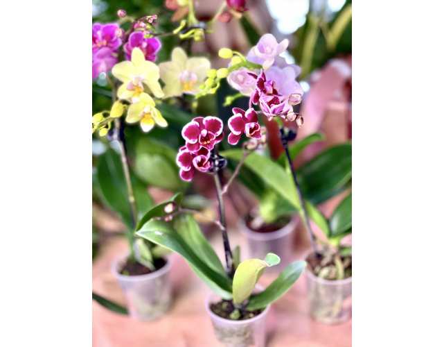 Орхидея Фаленопсис (лат. Phalaenopsis) MIX D6см