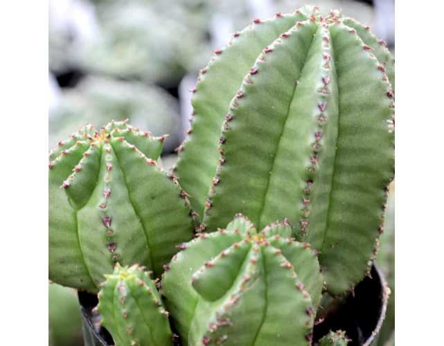 Эуфорбия Энопла, молой (лат. Euphorbia Anoplia) D8,5см