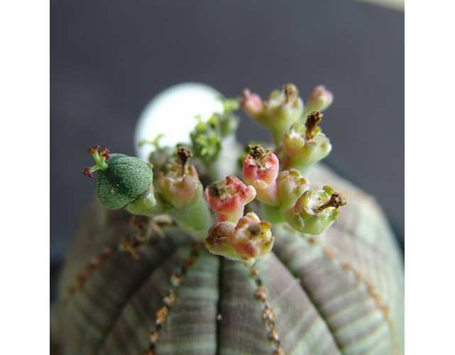 Молочай тучный (лат.Euphorbia obesa) D5см