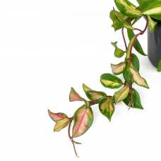 Хойя Карноза Триколор (лат. Hoya Carnosa Tricolor) D6см