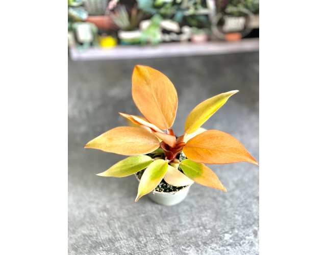 Филодендрон Принц Оранж (лат. Philodendron Orange) D5см