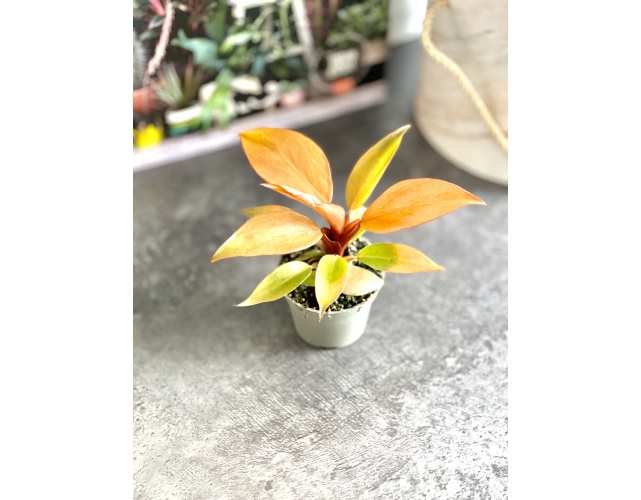 Филодендрон Принц Оранж (лат. Philodendron Orange) D5см
