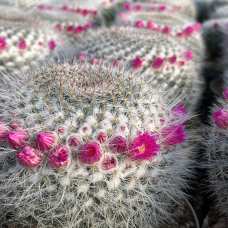 Кактус Мамиллярия (лат. Cactus Mammillaria) D9см