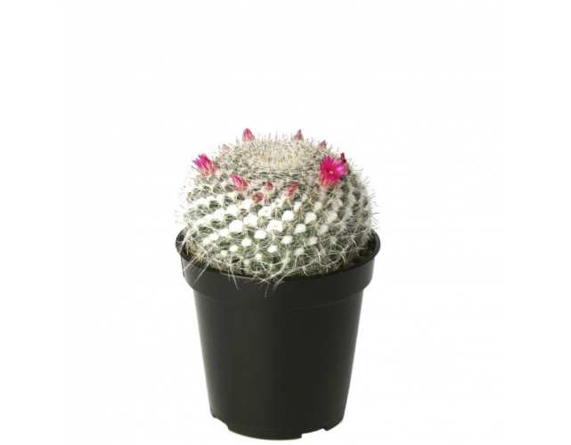 Кактус Мамиллярия (лат. Cactus Mammillaria) D9см