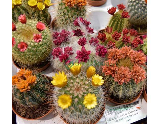 Цветущий кактус Микс (Cactus Mix with flower) D5см