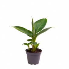 Комнатное растение Банан Муса, росток (Musa Acuminata) D6см