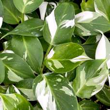 Филодендрон Вайт Визард (Philodendron White Wisard) D6см