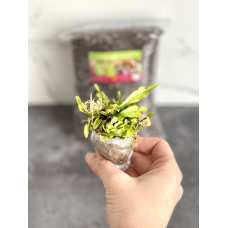 Венерина Мухоловка, или Дионея (луковица) в комплекте с грунтом для хищных растений