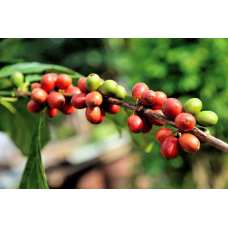 Грунт для Кофейного дерева Арабика (Coffea Arabica) 2,5л