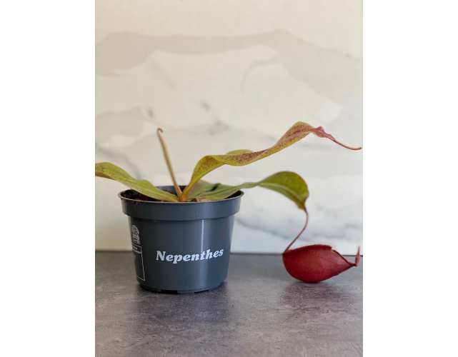 Непентес Ампулярия Красная (Nepenthes Ampullaria Red) D9см