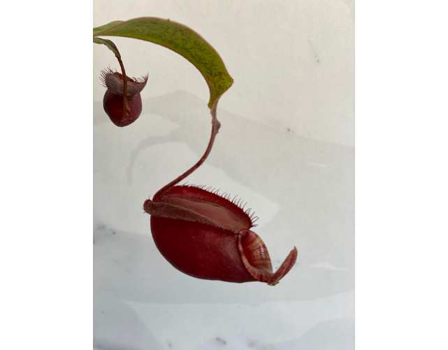 Непентес Ампулярия Красная (Nepenthes Ampullaria Red) D9см