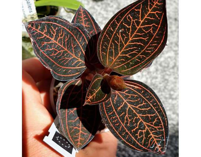 Орхидея Драгоценная Карма Оникс (Jewel Orchid Karma Onyx) D7см
