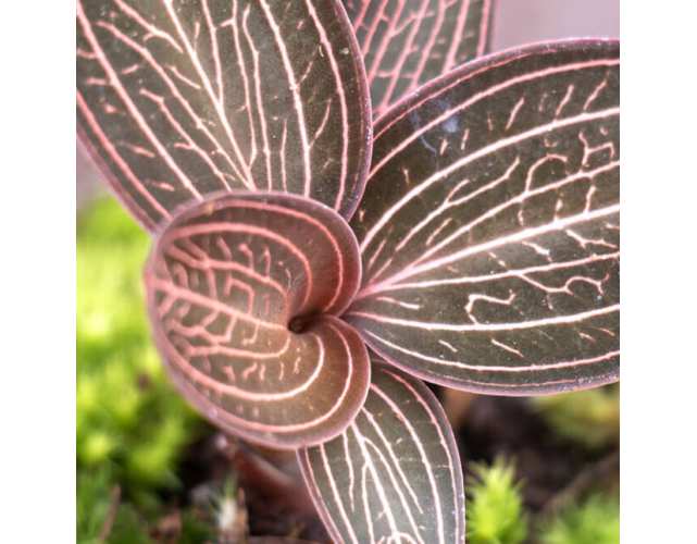 Орхидея Драгоценная Карма Руби (Jewel Orchid Karma Ruby) D7см