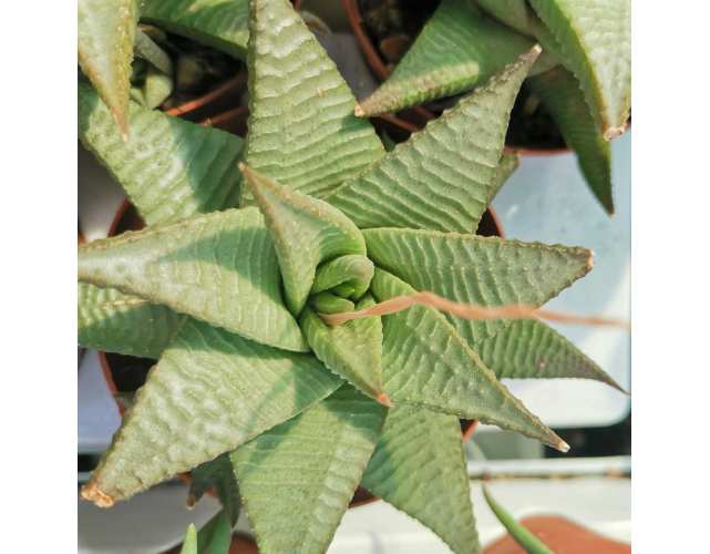 Хавортия Лимифолия Роукс (Haworthia Limifolia Roux) D5см