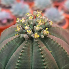 Молочай тучный (Euphorbia obesa) D8,5см