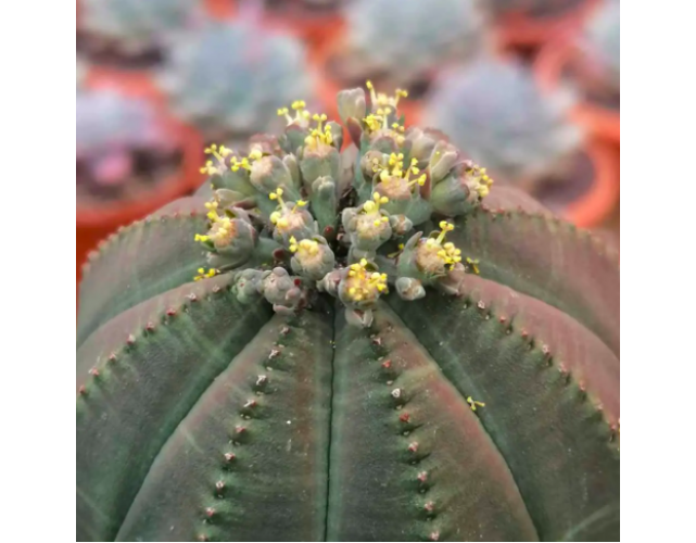 Молочай тучный (Euphorbia obesa) D8,5см