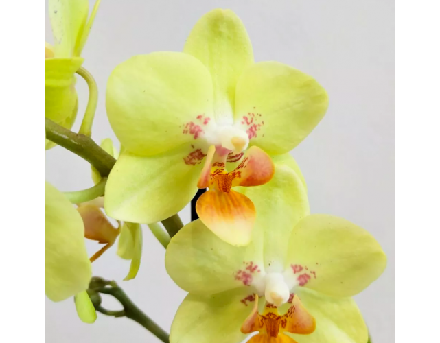 Орхидея Фаленопсис Лимонная (Phalaenopsis Multiflora) D6см