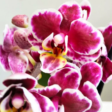 Орхидея Фаленопсис Бордовая Пестрая (Phalaenopsis Multiflora) D6см