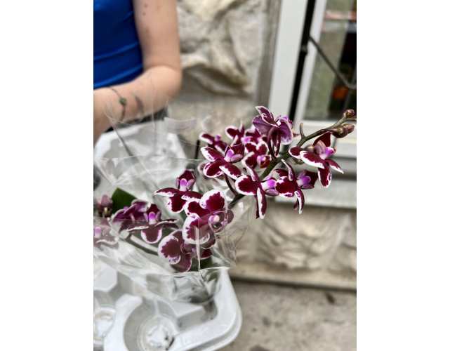 Орхидея Фаленопсис Бордовая Пестрая (Phalaenopsis Multiflora) D6см