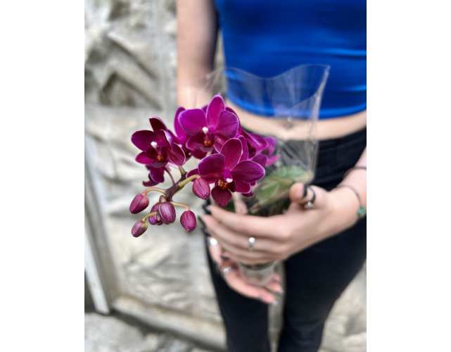 Орхидея Фаленопсис Пурпурная (Phalaenopsis Multiflora) D6см