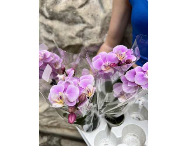 Орхидея Фаленопсис Розовая (Phalaenopsis Multiflora) D6см