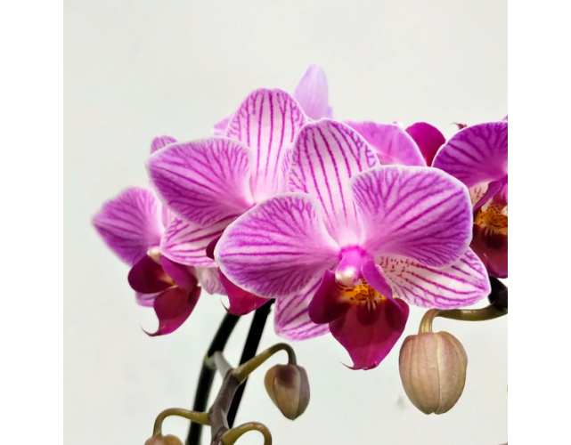 Орхидея Фаленопсис Пурпурная Пестрая (Phalaenopsis Multiflora) D6см