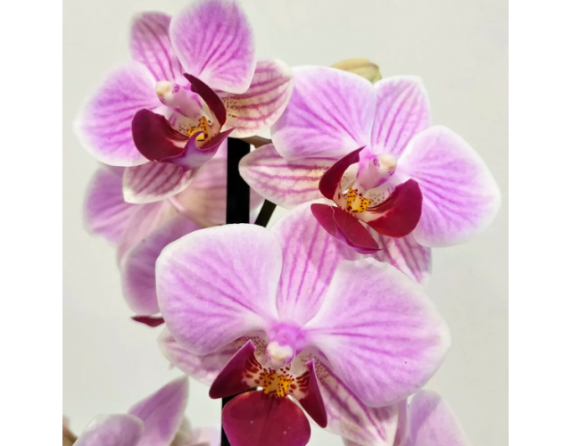 Орхидея Фаленопсис Светло - Фиолетовая (Phalaenopsis Multiflora) D6см