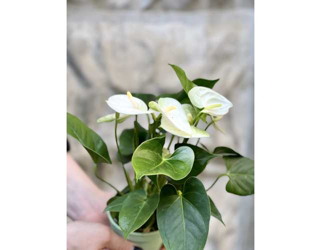 Антуриум Андре Белый (Anthurium Аndraeanum White) D8,5см