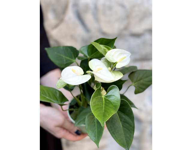 Антуриум Андре Белый (Anthurium Аndraeanum White) D8,5см