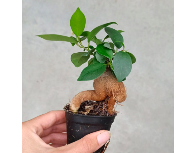 Фикус Микрокарпа Гинсенг, или Женьшень (Ficus microcarpa Ginseng) D6см