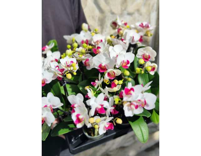 Орхидея Фаленопсис Волшебная (Phalaenopsis Multiflora Magic) D6см