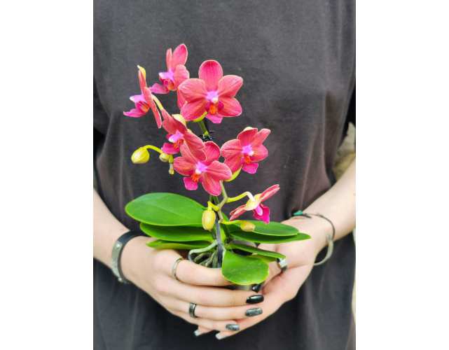 Орхидея Фаленопсис Мини Красная (лат. Phalaenopsis Multiflora Red) D6см