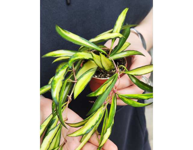Хойя Вайети Триколор (Hoya Wayetii Tricolor) D6см