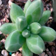 Пахифитум Фиткай Грин (Pachyphytum Fitkai Green) D5см