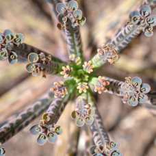 Каланхое Тубифлора, или Трубкоцветное (Kalanchoe Tubiflora) D5см