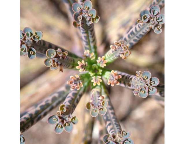 Каланхое Тубифлора, или Трубкоцветное (Kalanchoe Tubiflora) D5см