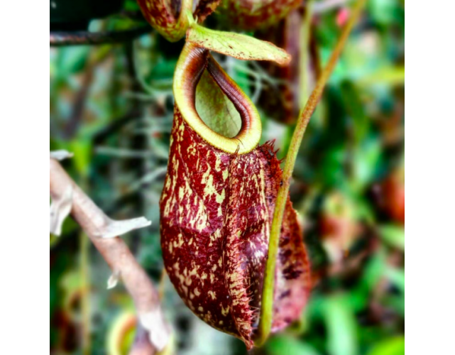 Непентес Раффлезиана  (Nepenthes Rafflesiana) D7см