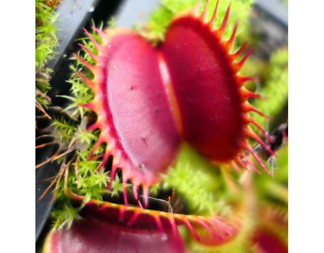 Венерина Мухоловка, Дионея Большая Пасть (Dionaea Muscipula Giant Big Mouth) D9см