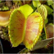 Венерина Мухоловка, Дионея Пятнистая (Dionaea Muscipula Spotty) D9см